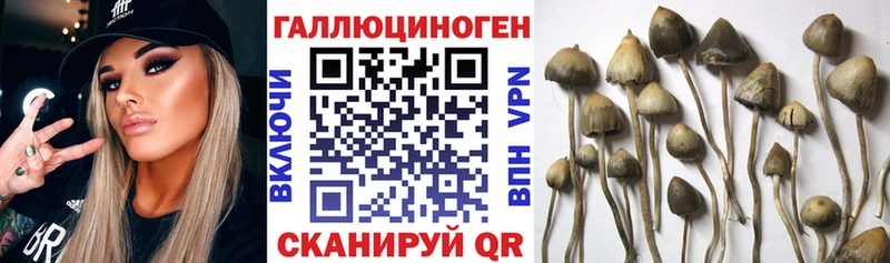 мориарти телеграм Инта Галлюциногенные грибы Cubensis